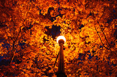 Maple tree canopy illuminated by nearby street lightの写真素材