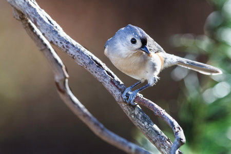 Tufted Titmouse posed coyly on tree branchの写真素材