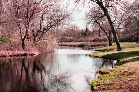 Placid stream in early springの写真素材