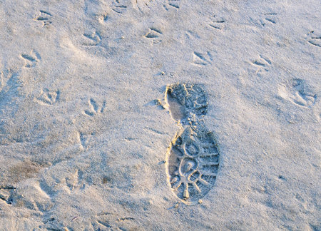 Lone print of shoe in sand among bird tracks