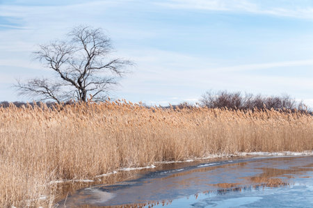 Thick wall of phragmites lining the Green Harbor River in Marshfield, Massachusetts
