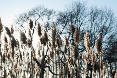 Phragmites reed bed backlit by late afternoon sun