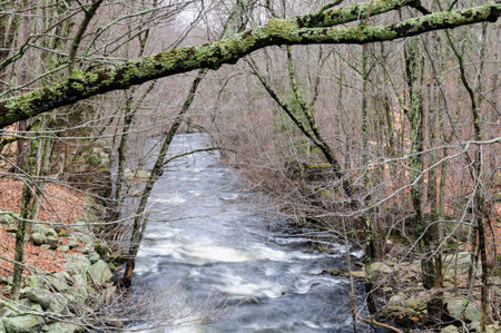 Swollen stream near Barden Reservoir in Foster, Rhode Island