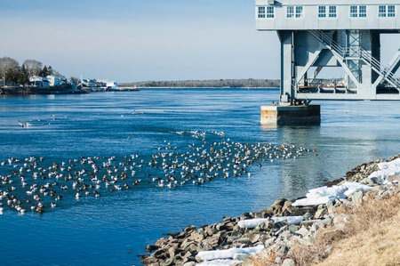 Dozens of Common Eider ride the current in Cape Cod Canalの写真素材