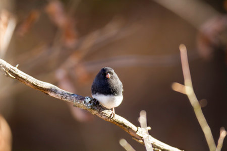 Dark-eyed Junco perched placidly on dead branchの写真素材