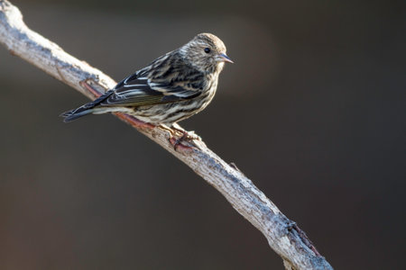 Pine Siskin perched on dead tree branchの写真素材