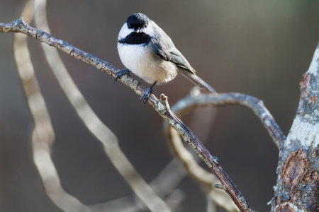 Black-capped Chickadee catch light eye contactの写真素材