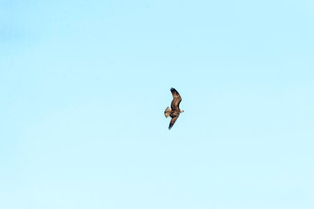 Osprey (Pandion haliaetus) in banking turn asymmetrical wings