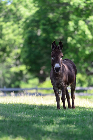 Donkey pricks up its ears at unexpected commotion