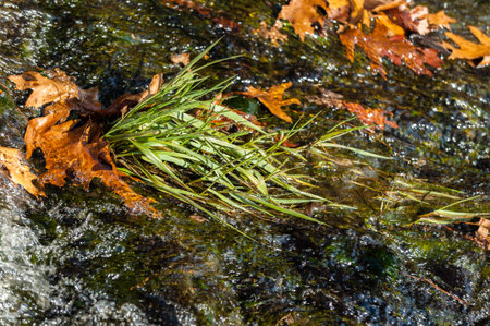 Weeds resist current in springtime cold waterの写真素材
