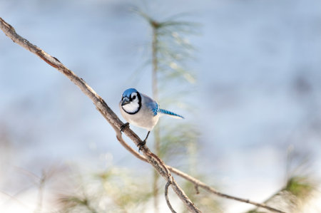 Perched and attentive Blue Jay making eye contactの写真素材