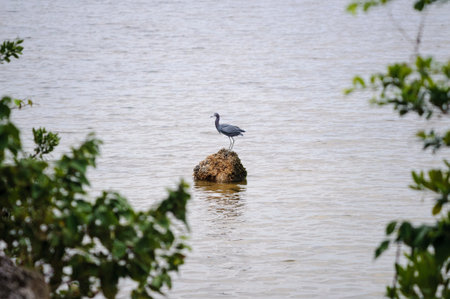 Little Blue Heron perched on rock on Caloosahatchee Riverの写真素材