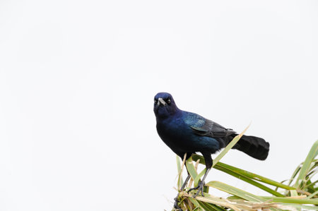 Alert Boat-tailed Grackle (Quiscalus major) perched on reedsの写真素材