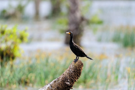 Double-crested Cormorant perched regally on wetland stumpの写真素材