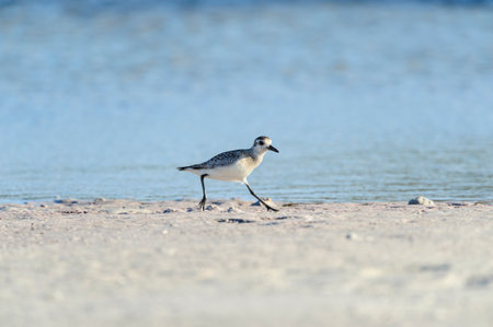 Black-bellied Plover scooting along Fort De Soto beach