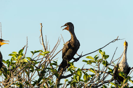 Perched Double-crested Cormorant lit by setting sunの写真素材