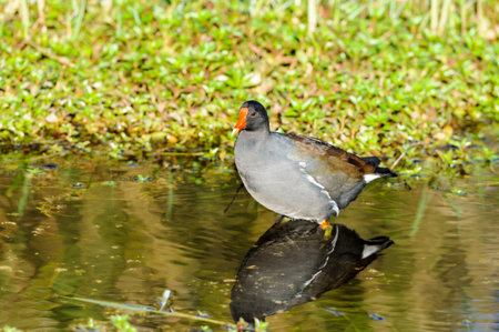Common Gallinule pauses in shallows along Anhinga Trailの写真素材