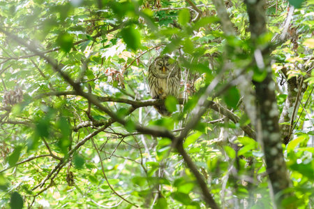 Perched Barred Owl appears to be meditatingの写真素材