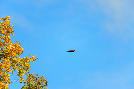 Pop-eyed Pileated Woodpecker launching from treeの写真素材