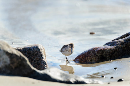 Dunlin pauses while foraging on rocky beachの写真素材