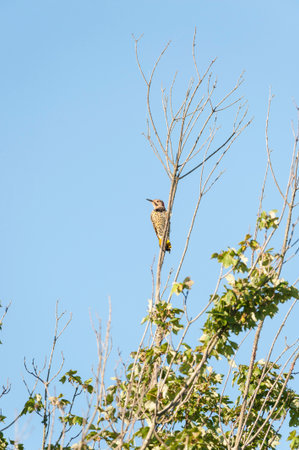 Northern Flicker perched on bush (vertical format)の写真素材