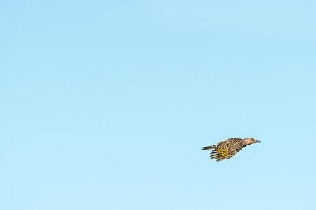 Northern Flicker in flight wings low catch lightの写真素材