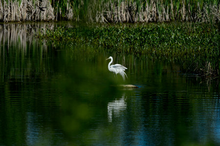 Great Egret rearranging itself after landing on rock in wetland
