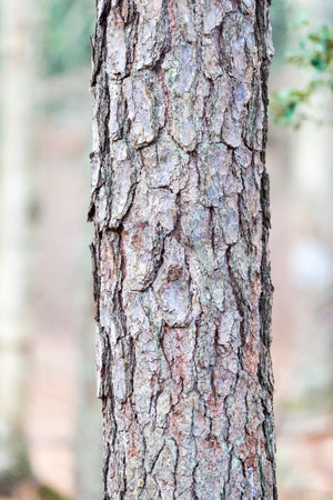 Rough bark on pine tree trunk