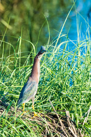 Wary Green Heron pauses foraging along edge of streamの写真素材