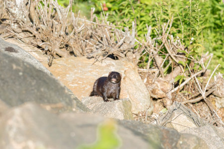 Mink pauses on hurricane barrier in Fairhaven, Massachusettsの写真素材