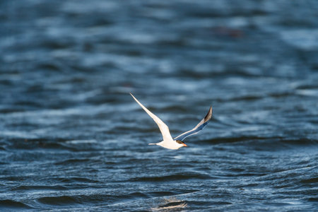 Common Tern flying low over blue water wings highの写真素材