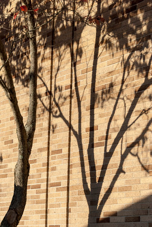 Shadow of tree on sandstone brick wall