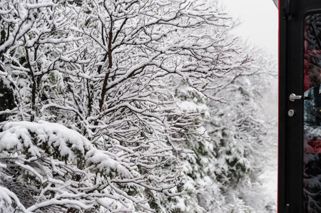 Cog Railway train passing close to snow-laden treesの写真素材