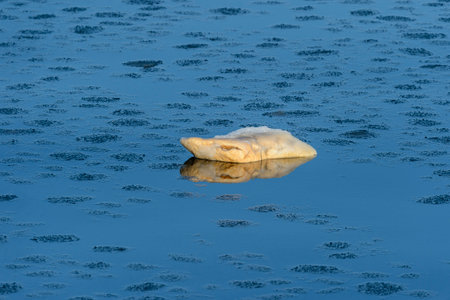 Worn foam block drifting down icy Acushnet Riverの写真素材