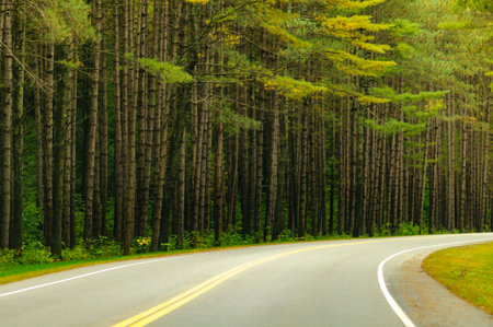 Stand of pines along curving two lane roadの写真素材