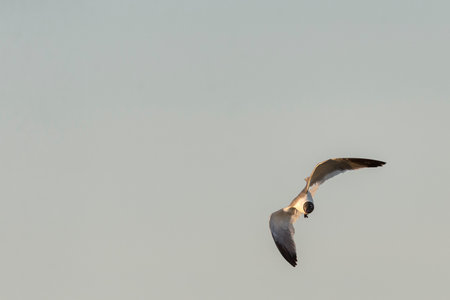 Laughing Gull head-on while banking toward a dune at Plymouth Beach