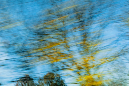 Leaves on branches create golden streaks against darkening sky