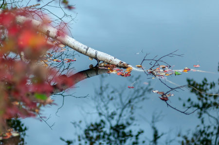 Trunk of paper birch that has toppled into New Hampshire pondの写真素材