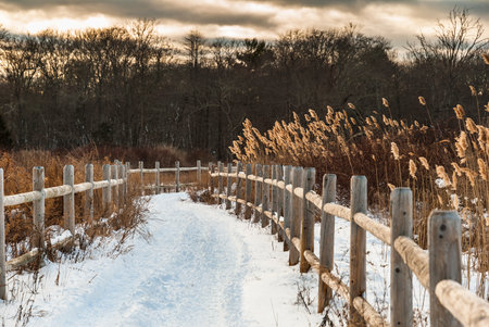 Phragmites blowing in wind and glowing in late afternoon sun
