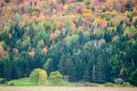 Autumn foliage brightening Quebec hillside on misty fall afternoon