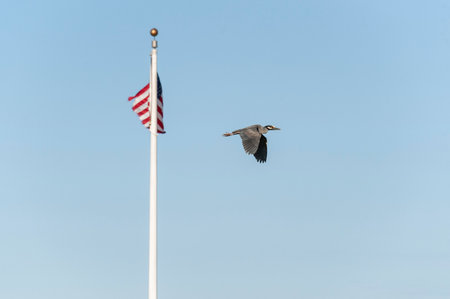 Adult Yellow-Crowned Night-Heron flying past American flag wings low