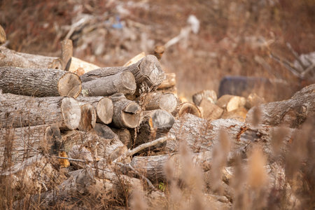 Jumbled stack of cut trees drying out in fieldの写真素材