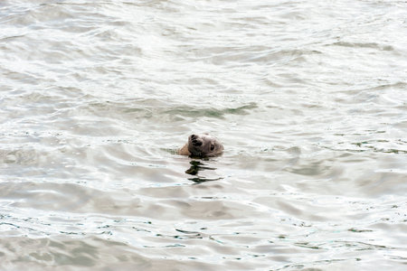Gray seal hanging around near dock in Southwest Harbor, hoping for a handoutの写真素材
