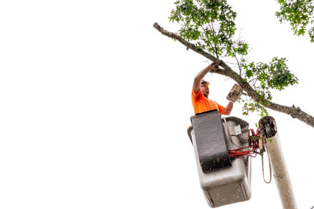 Fairhaven, Massachusetts, USA - August 13, 2018: Wood chips spraying from chainsaw as man cuts through tree branchのeditorial素材