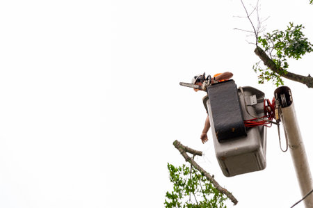 Fairhaven, Massachusetts, USA - August 13, 2018: Worker drops branch he has just cut from treeのeditorial素材