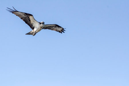 Osprey hovering to take a lookの写真素材
