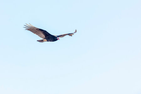 Turkey vulture level flight wings level with tips upの写真素材