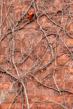 Wall on closed factory overgrown with vinesの写真素材