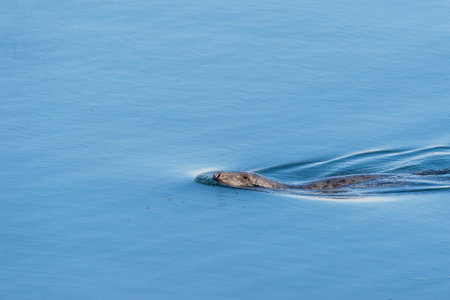 Gray Seal cruising across surface of New Bedford inner harbor near hurricane barrierの写真素材