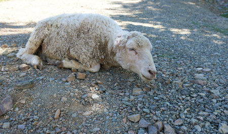 The sheep is lying on the gravel road, resting.の写真素材